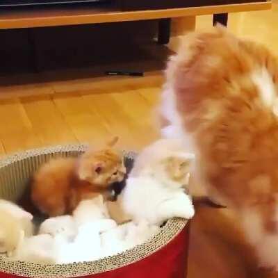 🐅🐈🐈🐈🐈🐈