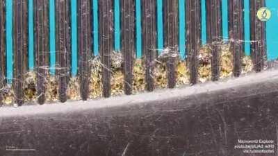Old hair comb under a microscope
