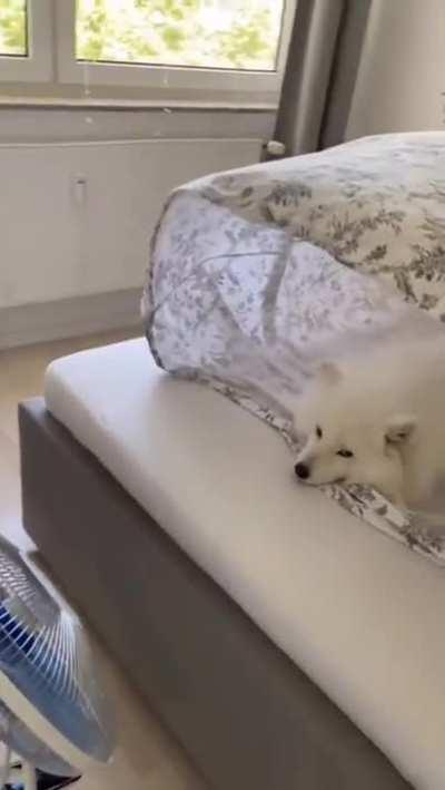 everything in this video is perfect