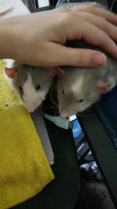 Its rare they settle down together for snuggles and pets like this <3 <3 <3