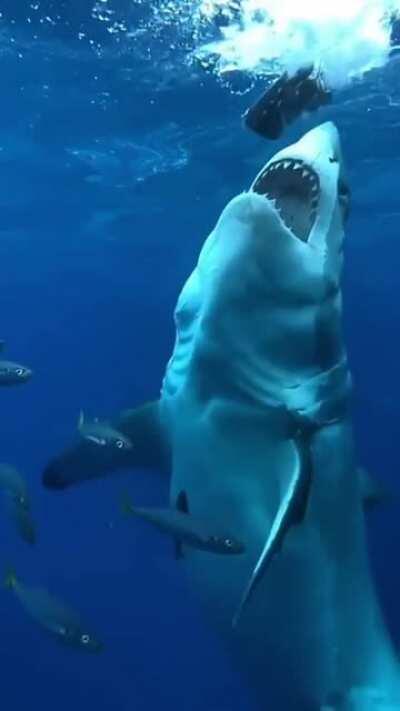 🔥 This absolute unit of a shark