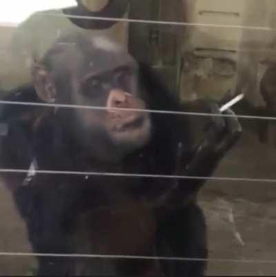 Sharing a cig with a monkey