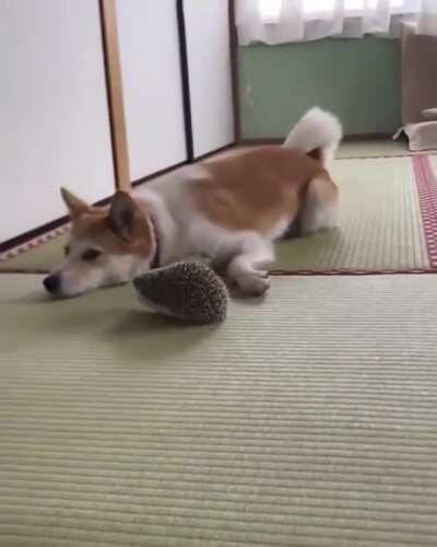 Shiba meets hedgehog