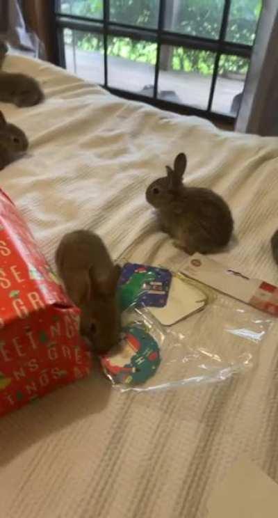 The kids decided to bring in the orphan bunnies to help me wrap presents, I think they were just trying to peek but who am I to say no to Bunny helpers