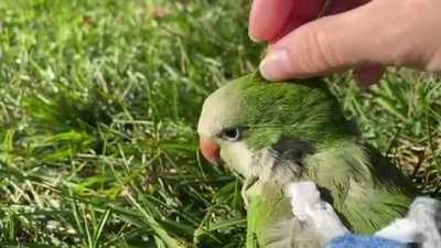 Kiwi has got a harness and a craving for scritches