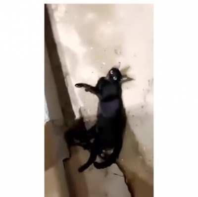 He asked the cat to meow if its a jinn 😂