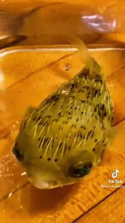 This cute porcupine fish