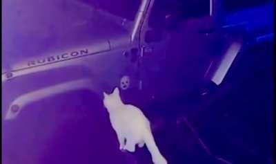 Alarming Catculation