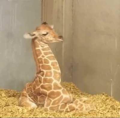 Newborn giraffe doesn't know what to do with the neck while taking a nap
