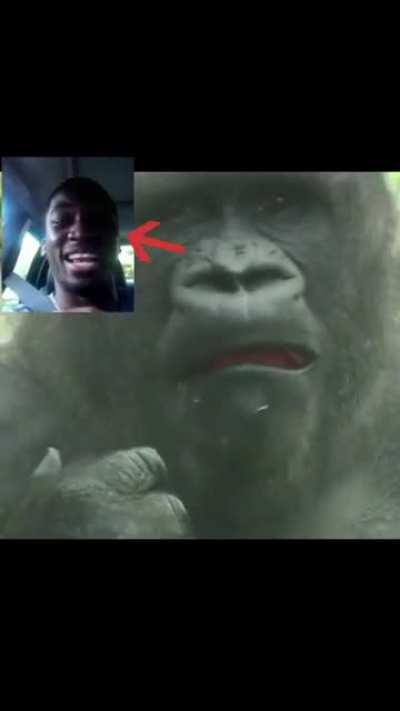 Flexin' on the block and Gorilla staring dogs