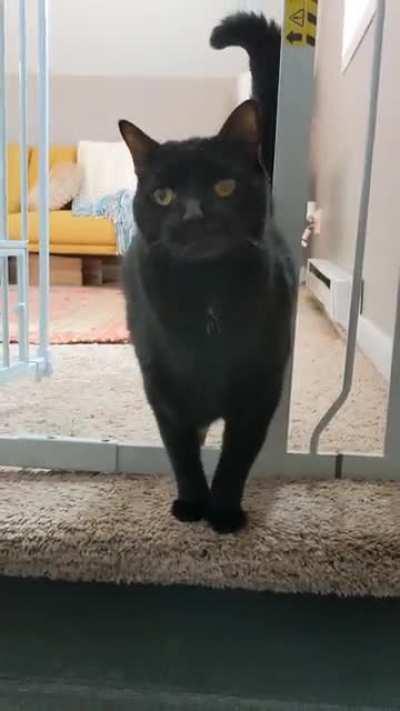 Rufus demands morning pets!