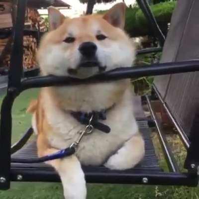 Watching my Shib...waiting....