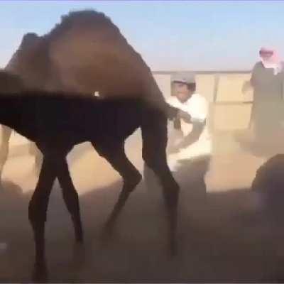 Ouch you camel