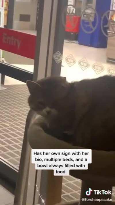 Izzy the supermarket greeter! Queenstown, NZ