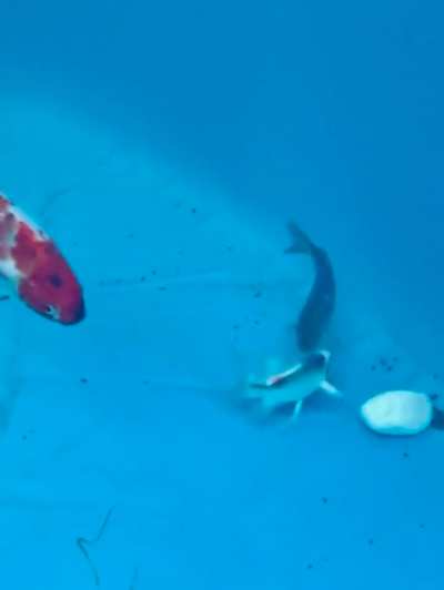 What is this behaviour?