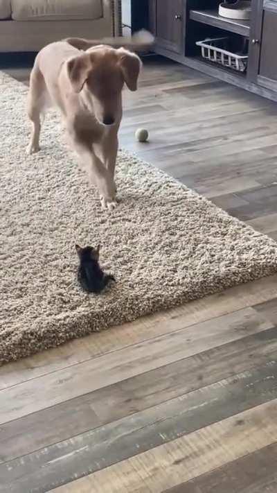 Explain your smolness