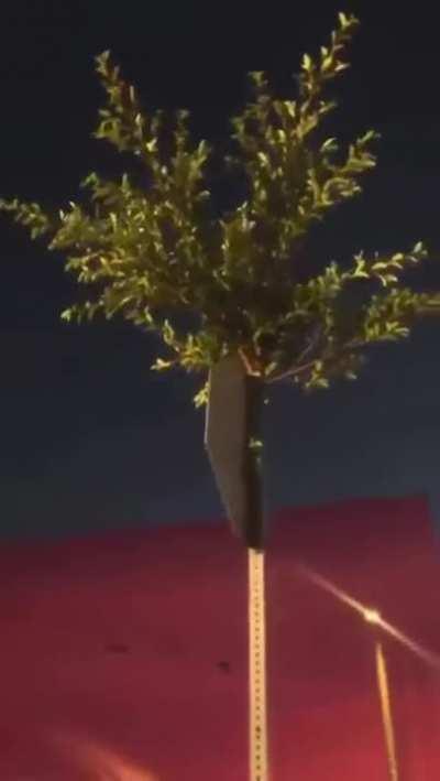 This tree is insane!