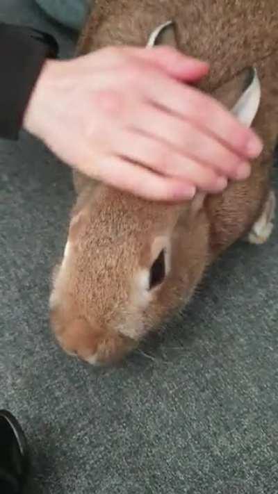 how to pick up a rabbit