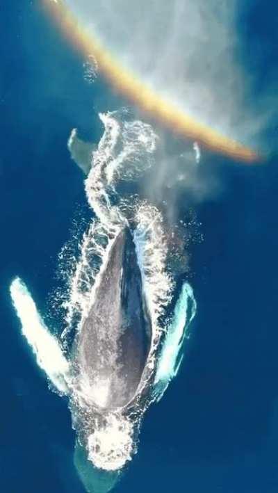 🔥 Epic rainbow shot