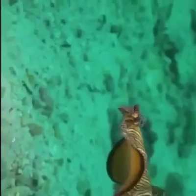 WEEEK 186 OF FLATWORM FRIDAY!!!!!