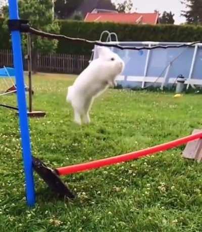 Самый тупой или самый прыгучий?