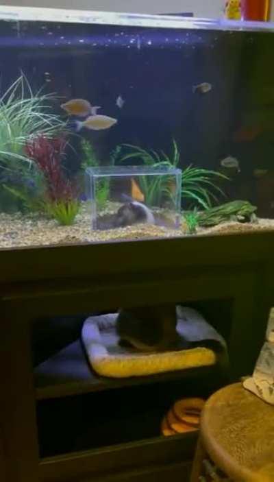 Honestly, whose bright idea was it to give a cat a 360° view of an aquarium?