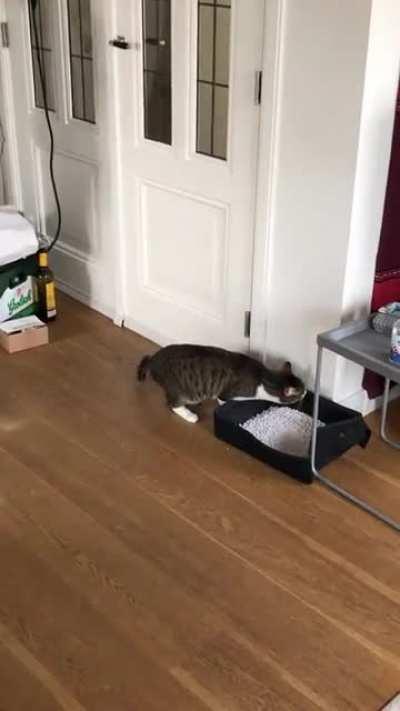 The neighborhood cat I usually cat-sit discovering there’s a new cat in our apartment