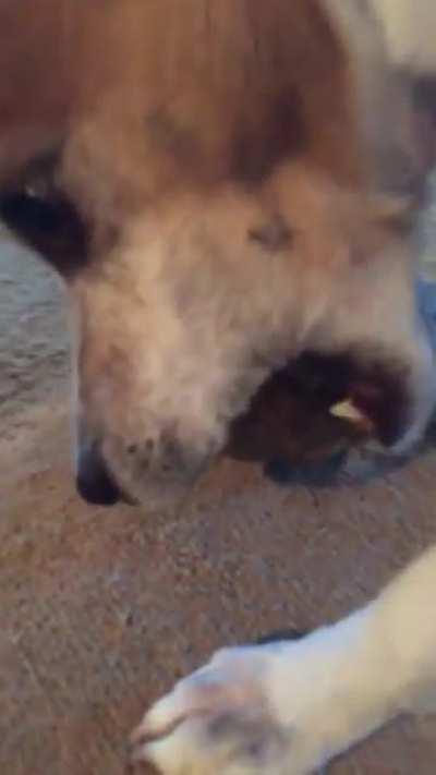 Can someone please explain to me my dog’s weird obsession with geodes