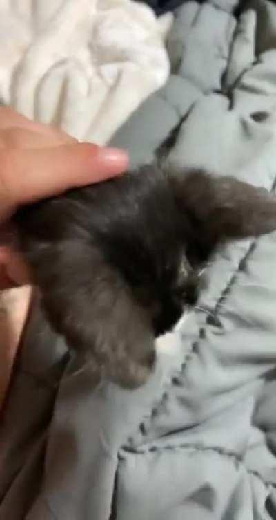 Found this beautiful, sweet babe under the hood of my car this morning!