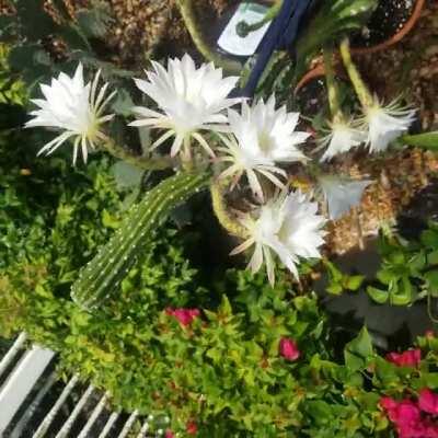 Easter lily cactus blooming 9 times at once