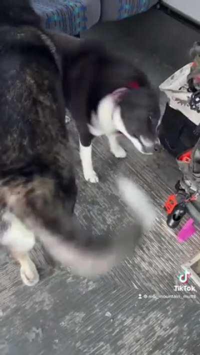 Dogs loading up on a bus. I love this so much. Especially the last dog!