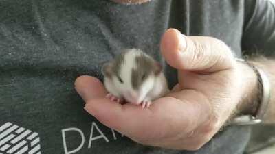 Baby Norway rats get milk from their mothers until weaning at 3-4 weeks. As with other mammals, instinctive behaviors help them nurse effectively. This baby is demonstrating nipple seeking, rooting and kneading which is intended to stimulate milk flow. Sh