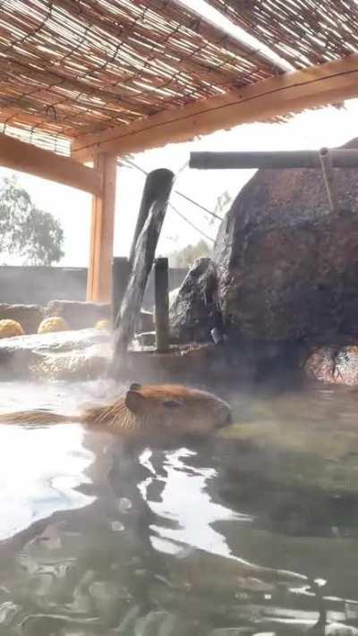 moisturized, nourished, capy