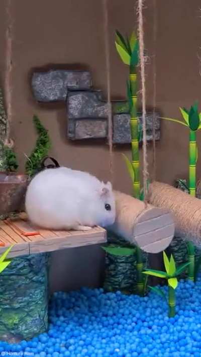 Hamster escapes from jail