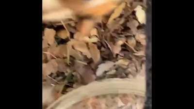 stray cat had kittens near my house and they get very talkative when i come by to feed them