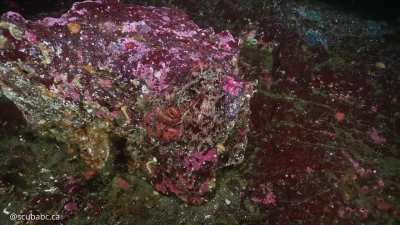 🔥 Masters of camouflage - I swam right past this giant pacific octopus [OC]