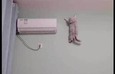 Spider Cat