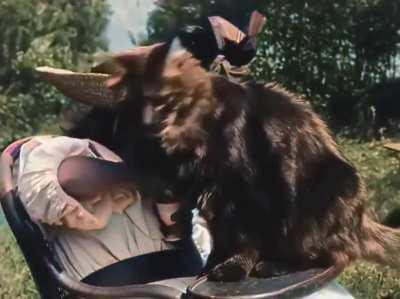 The world's first cat clip ever from 1899, 