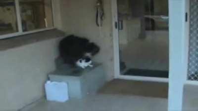 Caaaaaaaaat! Cat! Cat! Cat!