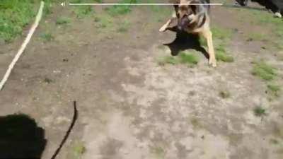 Dog tosses snake at owner