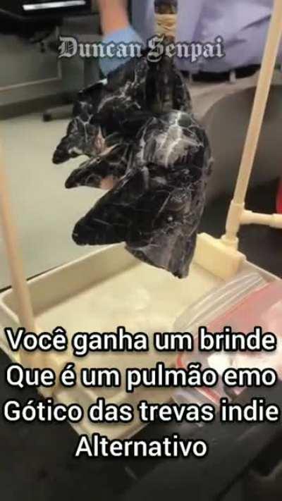 Cingarro e seus benefícios