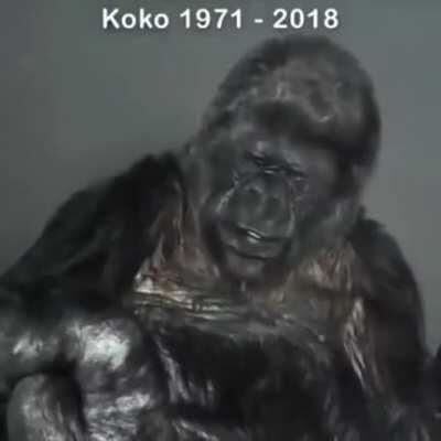 Koko the gorilla was born in San Francisco Zoo and raised in California. She lived from 1971-2018. Her final message and assessment of mankind after spending her life in California: 