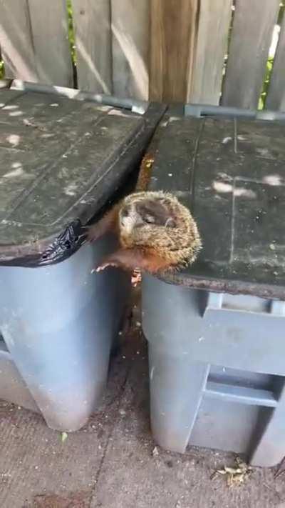 Groundhog stuck in a trash can