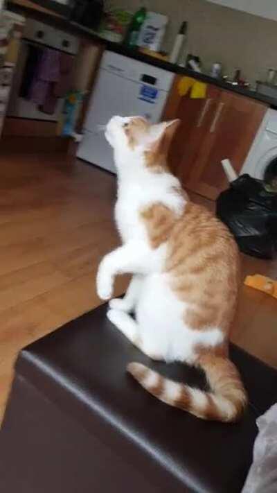 Here's a little song about a fly in the kitchen.