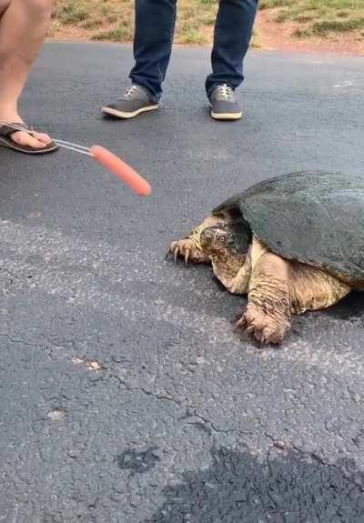 Snapping turtle makes half a hotdog absolutely disappear 
