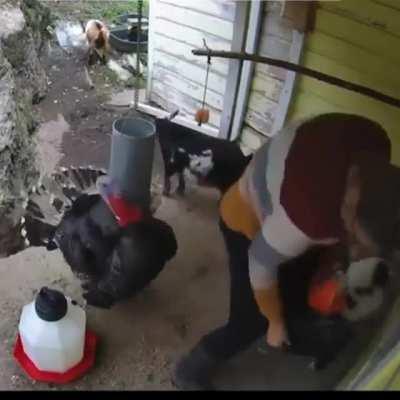 Turkey knows what time of year it is