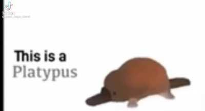 Platypus