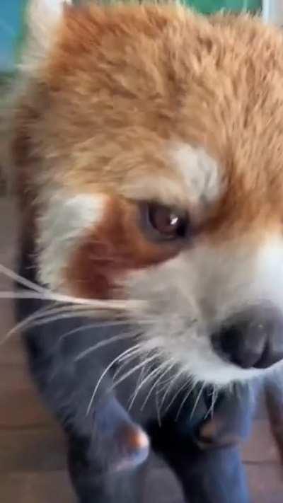 He is ready to fight it out