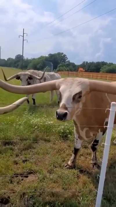 The Beauty of Texas Longhorn Cattle 🐄