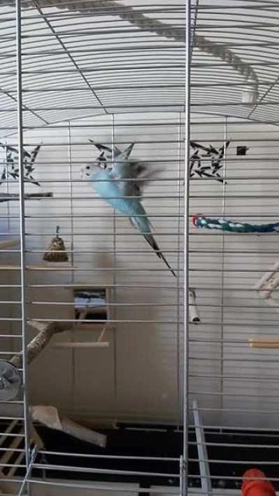 My budgie hovering, in slow motion :)